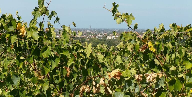 Il caldo riscrive il calendario: in Romagna vendemmia anticipata di tre settimane