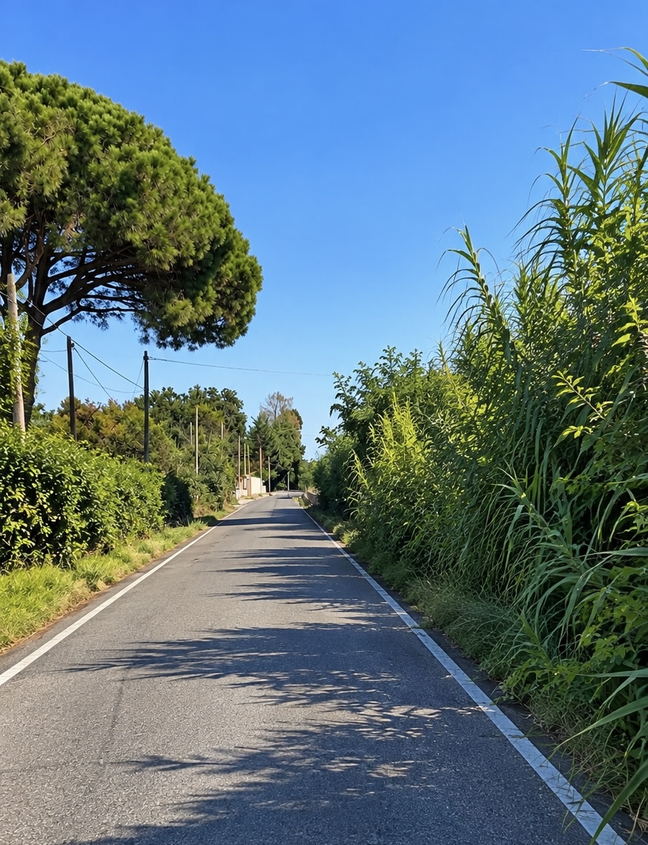 Pisciatello, la vegetazione invade le strade: “Costretti a passare tra le canne”