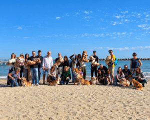 Corgi protagonisti sul Porto: passeggiata notturna con i collari luminosi