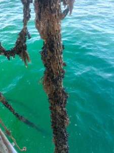 Mare troppo caldo, strage di cozze e vongole: “A rischio anche la produzione del 2027”