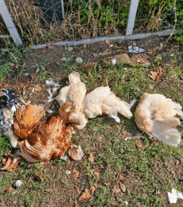 Strage in un pollaio a Sala: sette galline uccise, opera di una volpe?