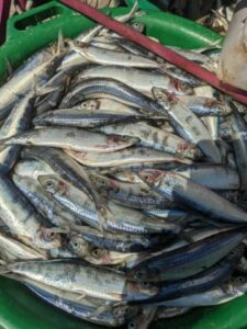 Alici e sardine sotto esame: fino a 60 larve in un solo pesce