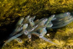 Chi è il padre? Il giallo delle anguille di Cesenatico risolto con il Dna