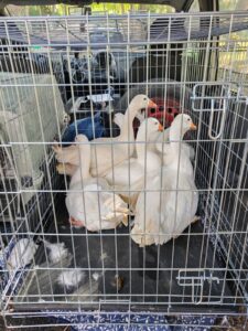 Nove oche vagavano in centro a Cesena: salvate dall’Oasi di Desirée
